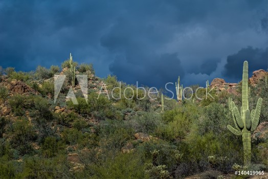 Picture of Before the Storm in the Tonto National Forest